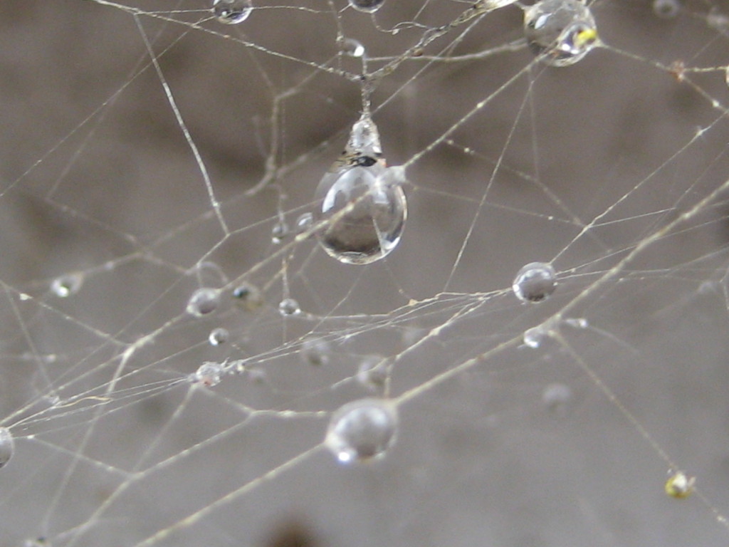 Rain on Web