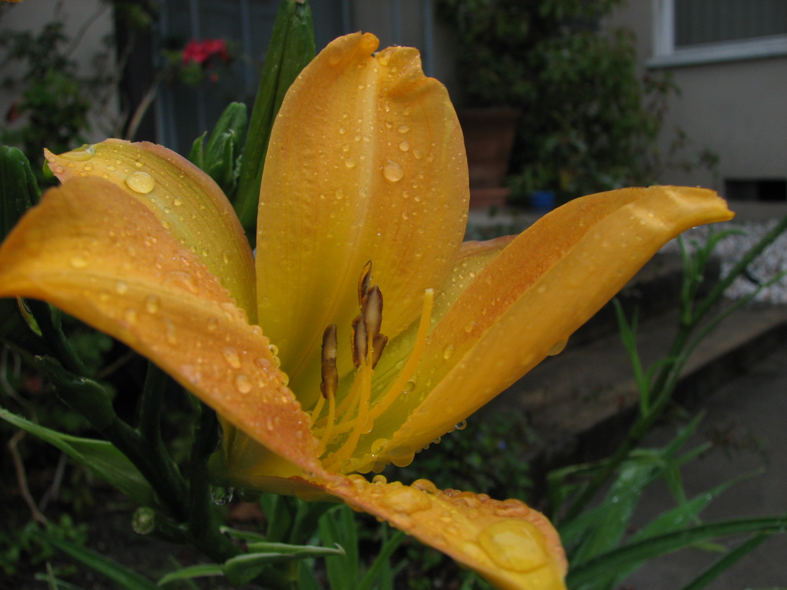 Day Lily in the Rain